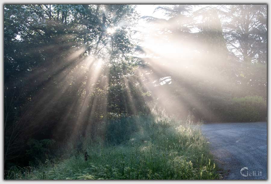 mattino lucente con leggera bruma e luce del sole tra i rami che si scompone in tanti raggi mattino lucente con leggera bruma e luce del sole tra i rami che si scompone in tanti raggi