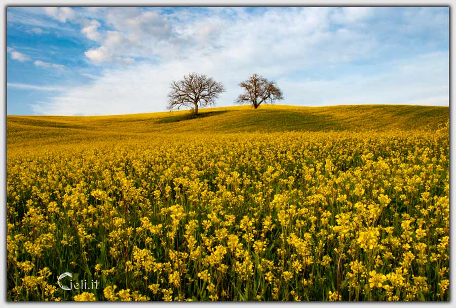 Quercie sulla collina circondate da incantevoli fiori gialli Quercie sulla collina circondate da incantevoli fiori gialli