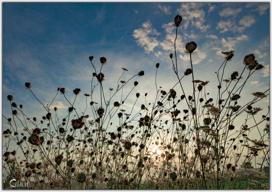 erba dal lungo gambo con fiore piumoso nell'intensa luce del mattino erba dal lungo gambo con fiore piumoso nell'intensa luce del mattino