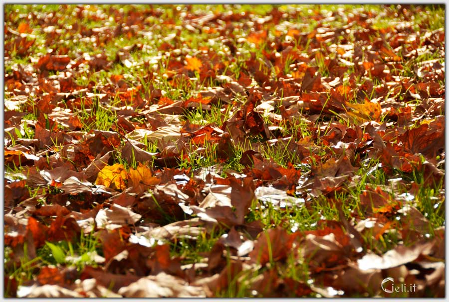 prato coperto di foglie color ruggine che brillano al sole prato coperto di foglie color ruggine che brillano al sole