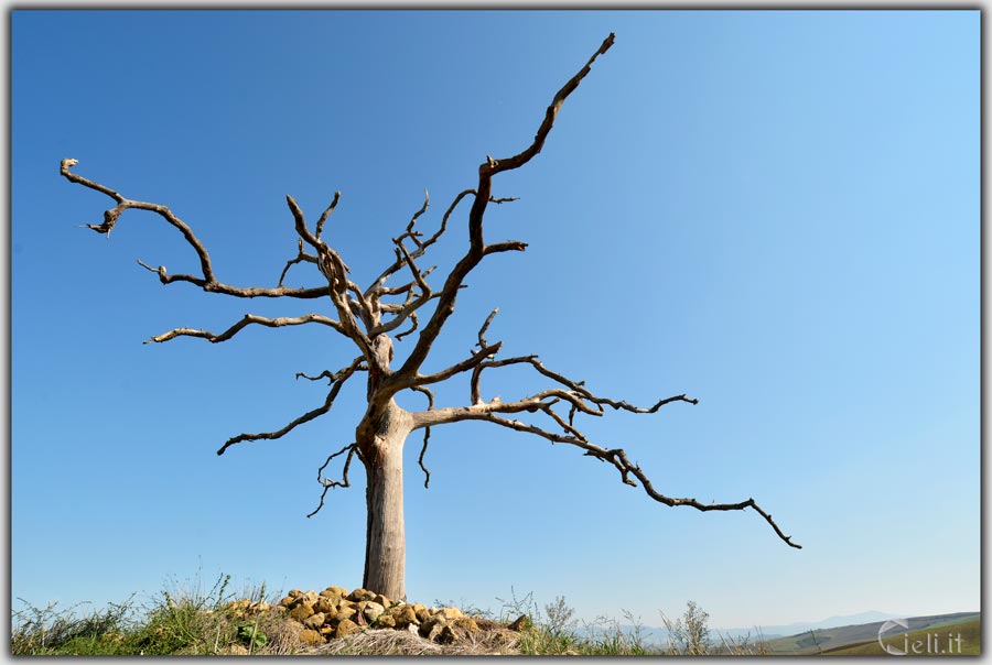 Albero morto che sorregge il cielo, grazia e bellezza nella solitudine tra le colline