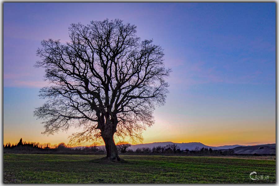 Albero nudo contro il sole, con rami ben definiti e poesia nella sua nudità. Aspetta la primavera che lo riempirà di foglie e musica.