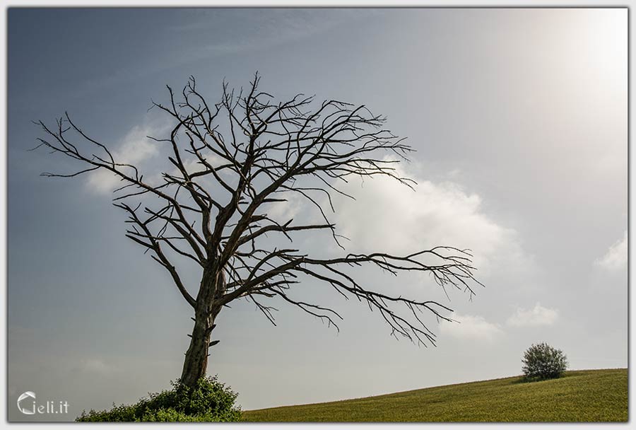 Solitudine e bellezza: vecchio albero sostenuto da foglie verdi, vicino una giovane pianta 