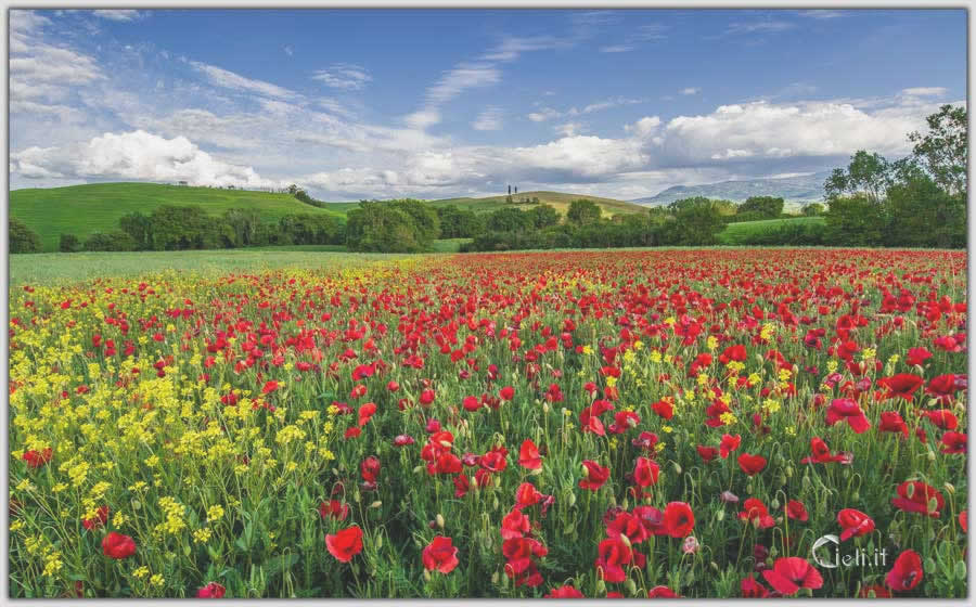 Campagna fiorita prima dell'estate, fiori gialli e rossi si muovono al vento