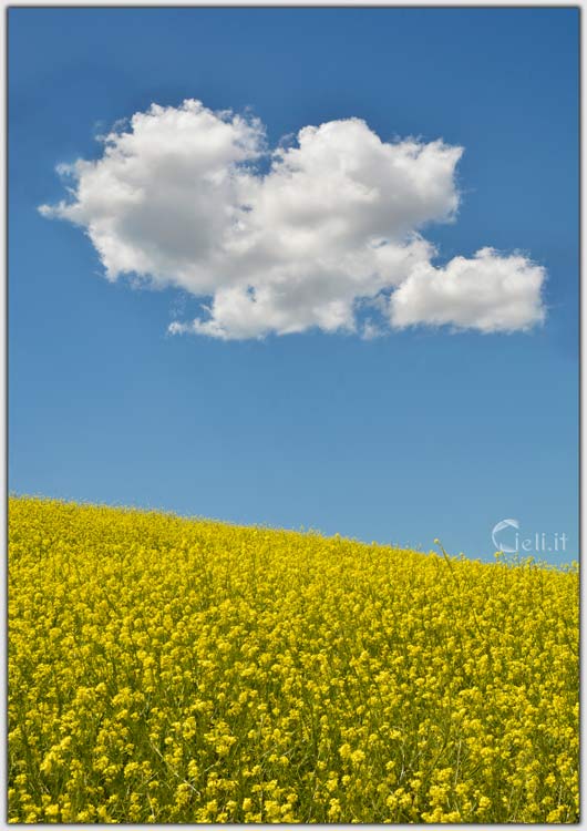 Campo di fiori gialli scintillanti al sole con cielo azzurro e nuvole vaganti.