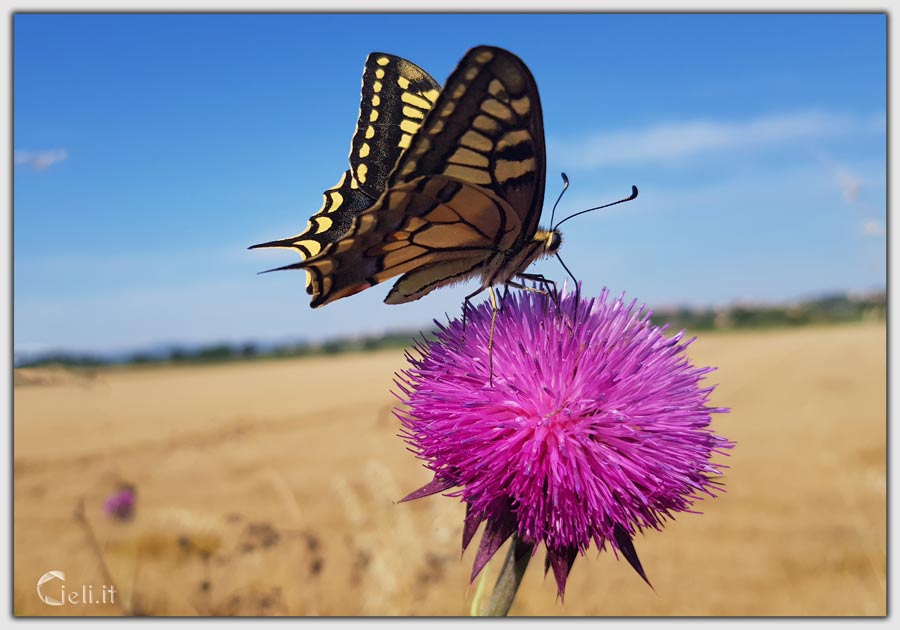 Fiori rosa violaceo attirano farfalle in un campo di grano dorato