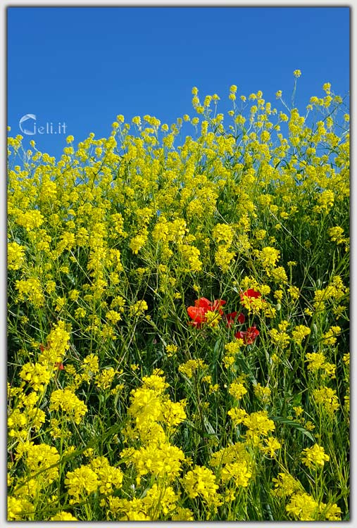 Fiori gialli e papaveri rossi in fioritura sotto un cielo azzurro e luminoso