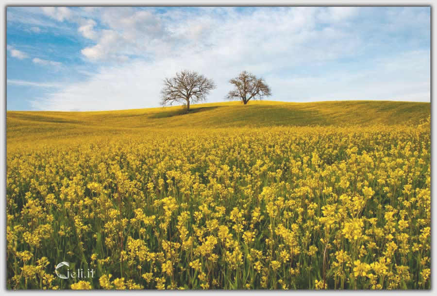Paesaggio tranquillo con querce nude circondate da fiori gialli, una pace e una profondità di vita ben percepibili sotto la luce del meriggio